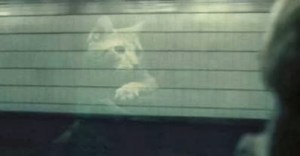 Inside Llewyn Davis_cat