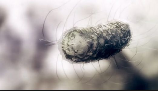 Mycoplasma
